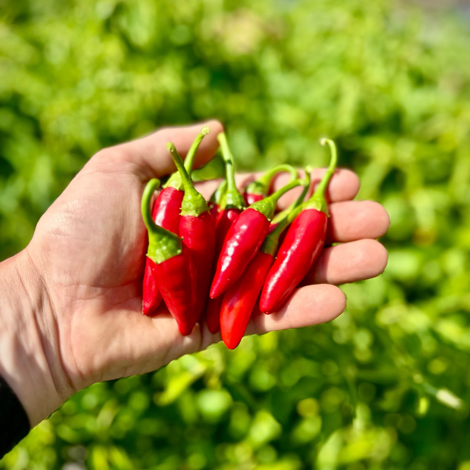 Hot Sauces to Sweat Over