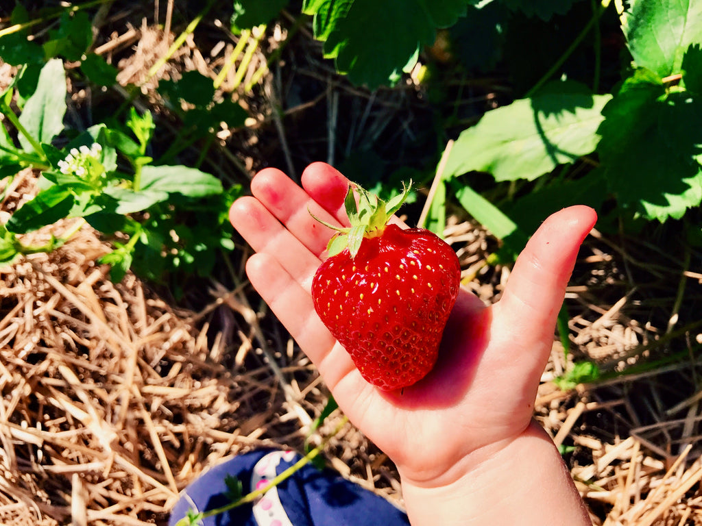 The Sweet Struggle: Why Fresh, Local Fruit Makes All the Difference in Our Jams